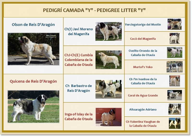 Pedigree of Reis D'Aragón's Y puppies