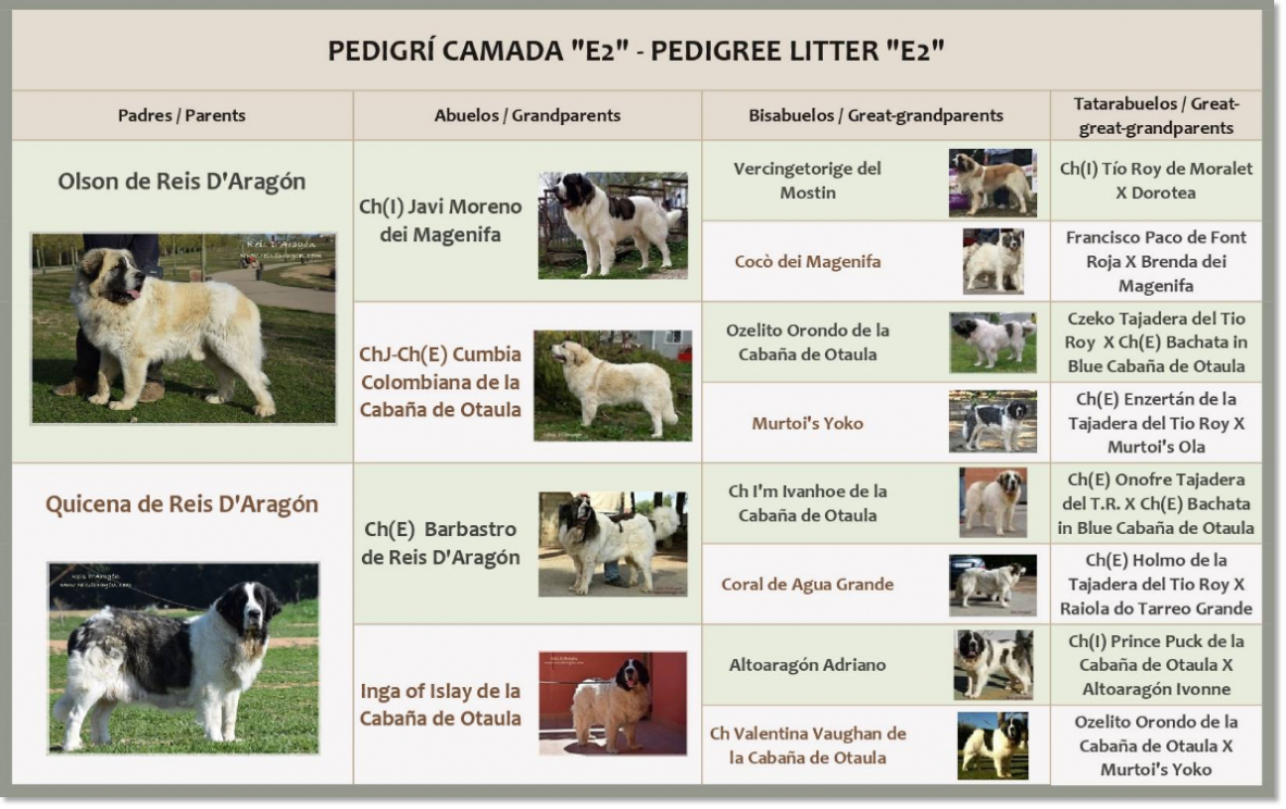 Pedigree of Reis D'Aragón's Pyrenean mastiff puppies
