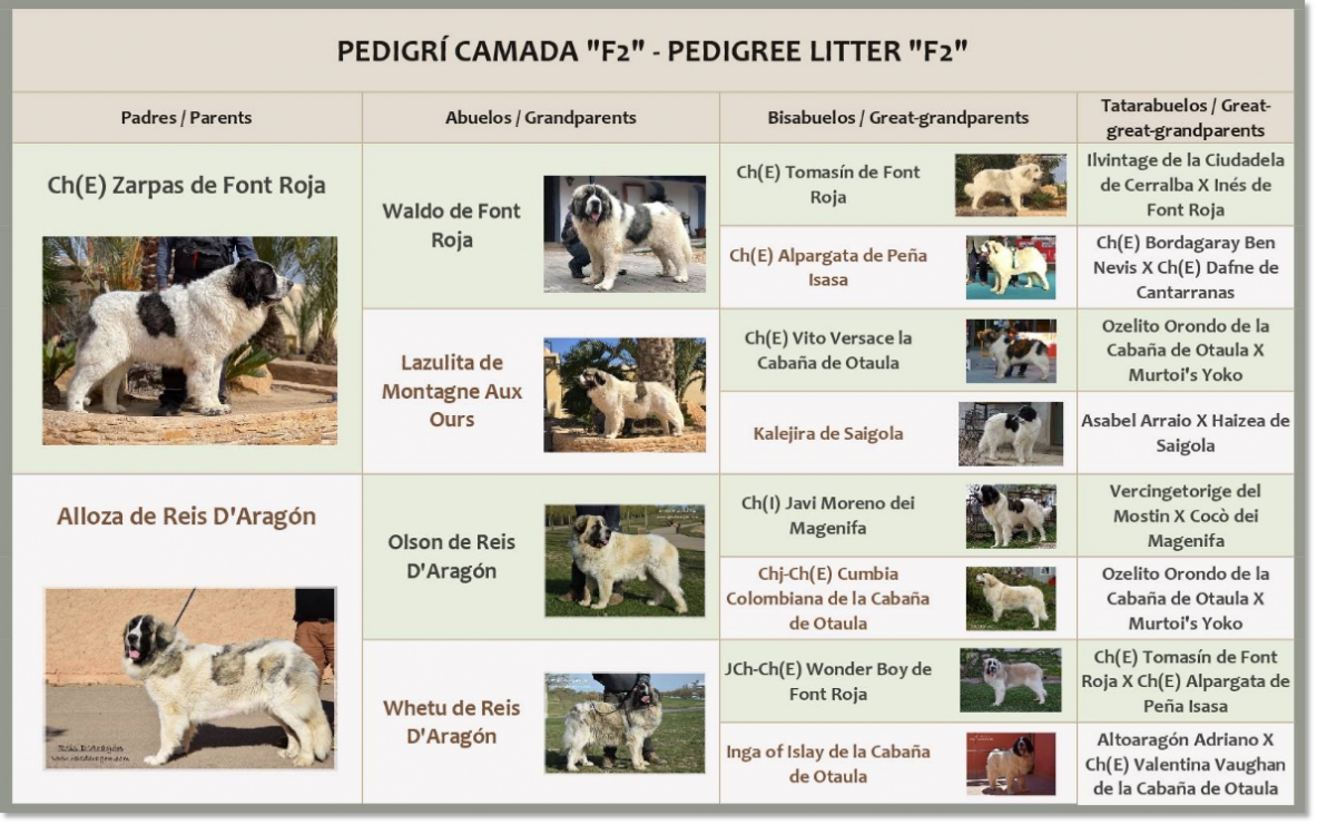 Pedigree of Reis D'Aragón's Pyrenean mastiff puppies
