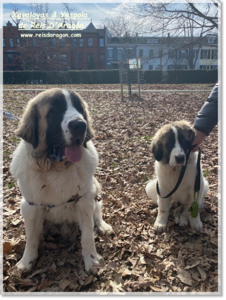 Puppies Pyrenean Mastiff from Reis D'Aragón