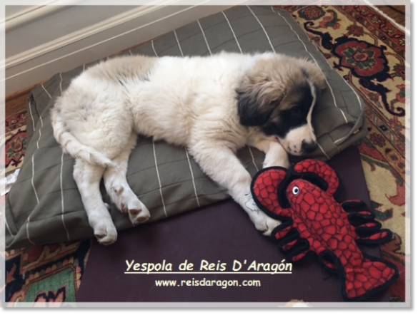 Puppy Pyrenean Mastiff Yespola de Reis D'Aragón