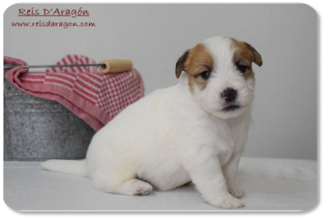 Jack Russell Terrier puppy litter "E" from Reis D'Aragón