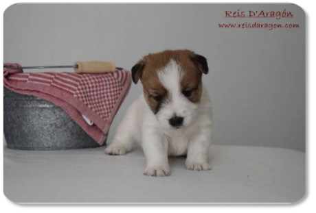 Jack Russell Terrier puppy litter "E" from Reis D'Aragón