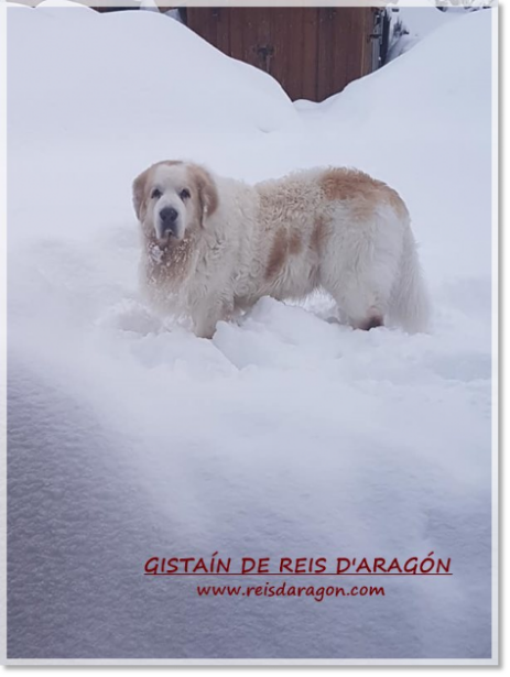 Pyrenean Mastiff Gistaín de Reis D'Aragón