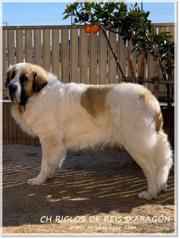 Pyrenean Mastiff champion CH Riglos de Reis D'Aragón