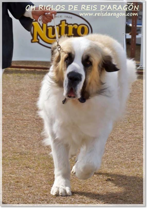 Pyrenean Mastiff champion CH Riglos de Reis D'Aragón