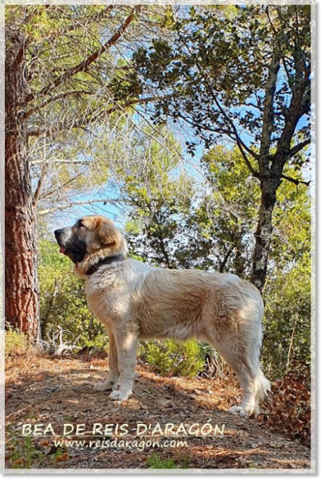 Puppy Pyrenean Mastiff Bea de Reis D'Aragón