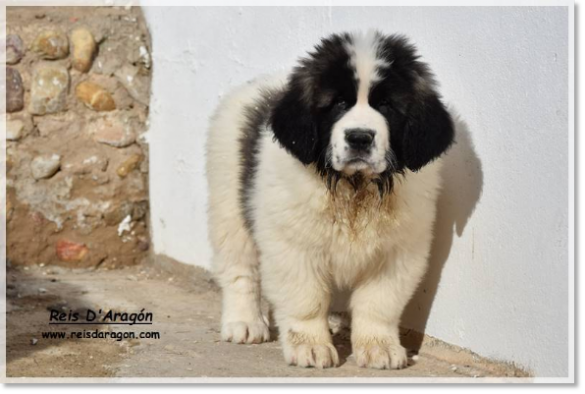 Pyrenean Mastiff puppy Yebra de Basa de Reis D'Aragón