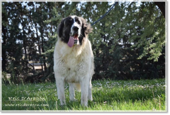 Pyrenean mastiff Yebra de Basa de Reis D'Aragón