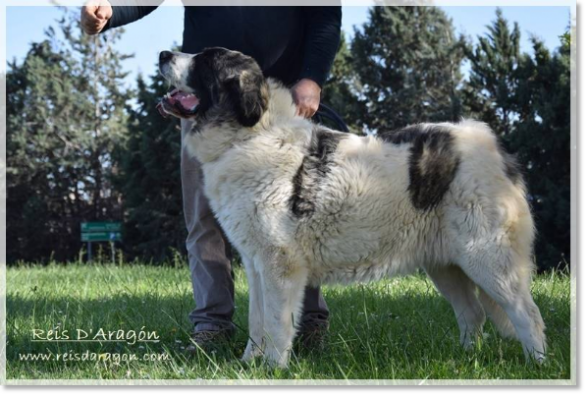 Pyrenean mastiff Yebra de Basa de Reis D'Aragón