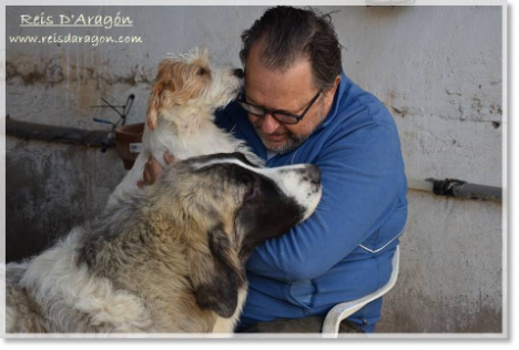 With Champi, Jack Russell Terrier, and Yuma, Pyrenean Mastiff