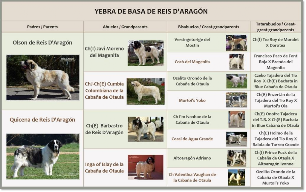 Pedigree of Pyrenean Mastiff  Yebra de Basa de Reis D'Aragón