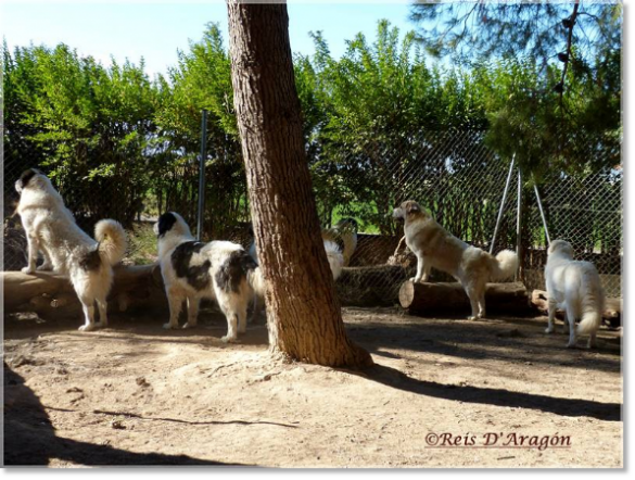 Pyrenean Mastiffs of Reis D'Aragón guarding the farm