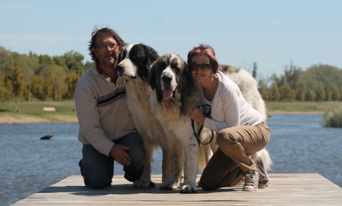 Two Pyrenean mastiffs from Reis D'Aragón