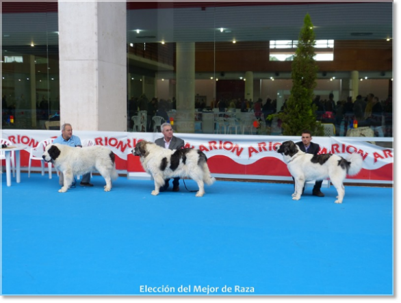 INTERNATIONAL DOG SHOW TALAVERA 2013