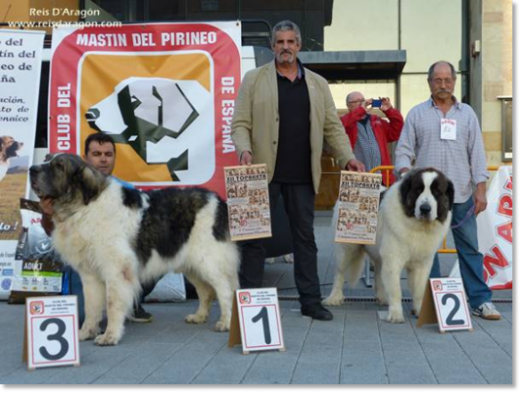 XII TOPAKETA - Pyrenean Mastiff Specialty Contest 2016