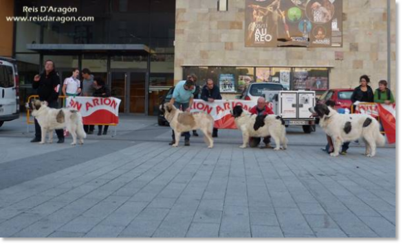XII TOPAKETA - Pyrenean Mastiff Specialty Contest 2016