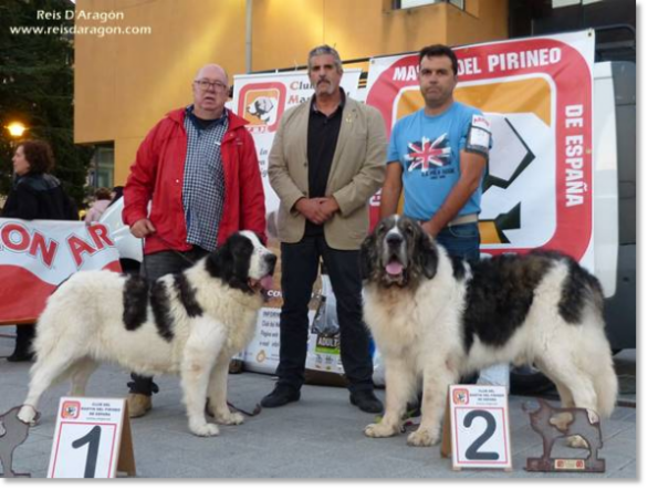 XII TOPAKETA - Pyrenean Mastiff Specialty Contest 2016