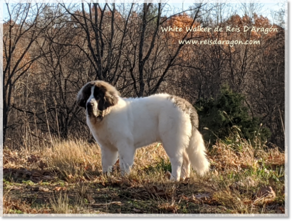 White Walker de Reis D'Aragón, Pyrenean Mastiff puppy in USA (7 months)