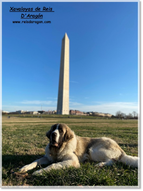 Pyrenean Mastiff Xavaloyas de Reis D'Aragón (1 year) in USA