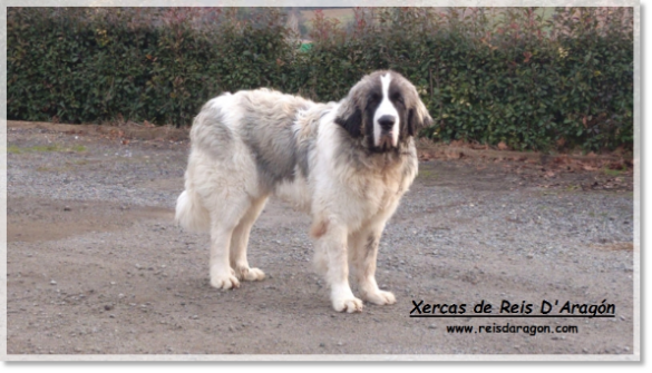 Pyrenean Mastiff Xercas de Reis D'Aragón (1 year) - Barcelona