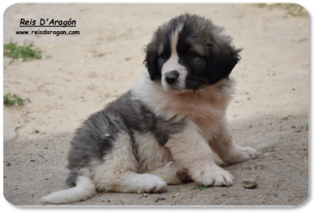 Pyrenean Mastiff puppy litter "Z" from Reis D'Aragón