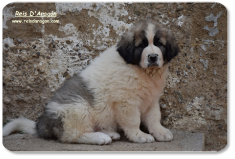 Pyrenean Mastiff puppy litter "Z" from Reis D'Aragón