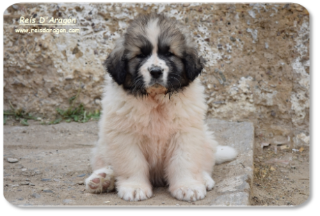 Pyrenean Mastiff puppy litter "Z" from Reis D'Aragón