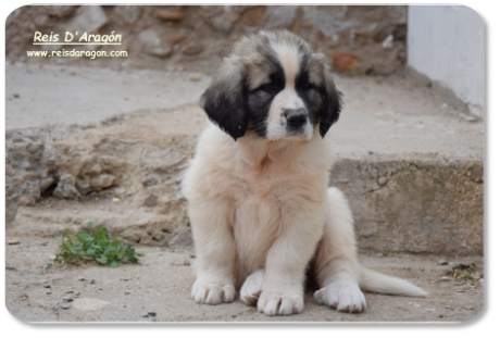 Pyrenean Mastiff puppy litter "Z" from Reis D'Aragón