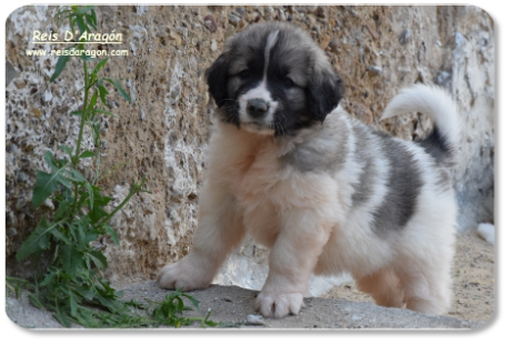 Pyrenean Mastiff puppy litter "Z" from Reis D'Aragón