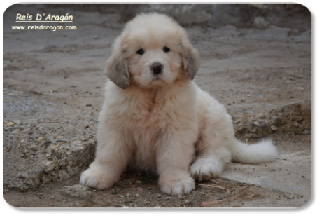 Pyrenean Mastiff puppy litter "Z" from Reis D'Aragón