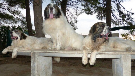 Three adult Pyrenean Mastiffs from the Reis D’Aragón kennel, large, noble and well-balanced dogs