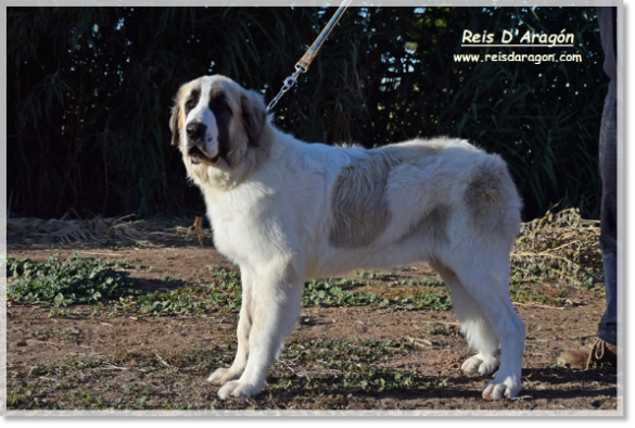 Best Puppy BOB-P - Pyrenean Mastiff Best Puppy BOB-P - Pyrenean Mastiff