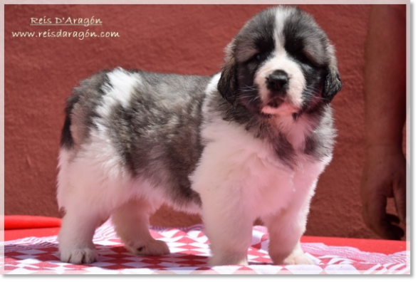 Pyrenean Mastiff puppy Whetu de Reis D'Aragón. One month