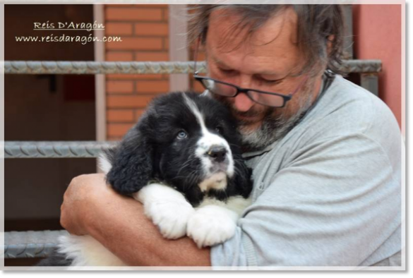 Pyrenean mastiff puppy Widad de Reis D'Aragón