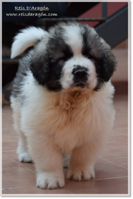 Pyrenean mastiff puppy Wafi de Reis D'Aragón