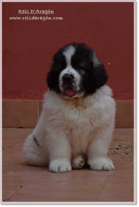 Pyrenean mastiff puppy White Walker de Reis D'Aragón