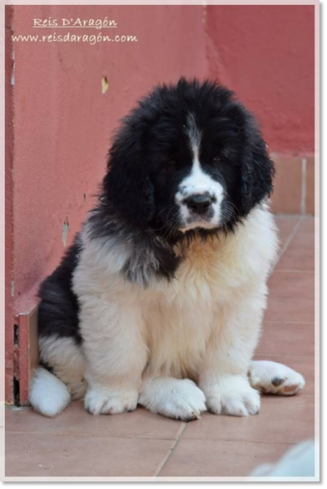 Pyrenean mastiff puppy Widad de Reis D'Aragón