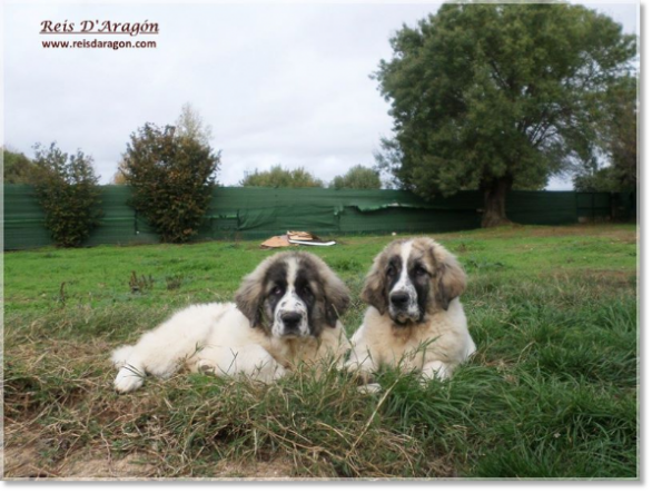 Pyrenean Mastiff Puppies Kraus and Kafka de Reis D'Aragón
