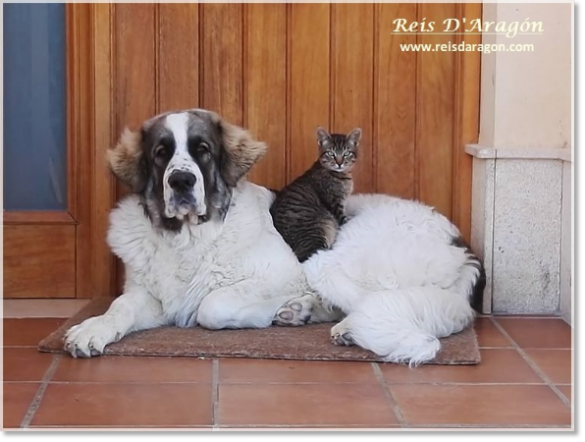 Pyrenean Mastiff Kenzo de Reis D'Aragón