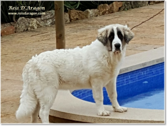 Pyrenean Mastiff Puppy Kalahari de Reis D'Aragón