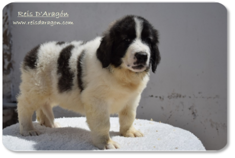 Pyrenean Mastiff puppy litter "D2" from Reis D'Aragón