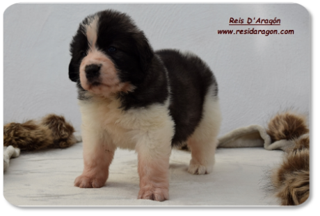 Pyrenean Mastiff puppy litter "C2" from Reis D'Aragón