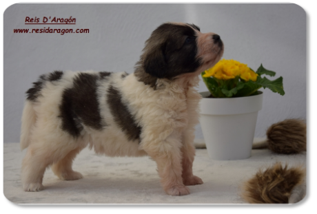 Pyrenean Mastiff puppy litter "C2" from Reis D'Aragón