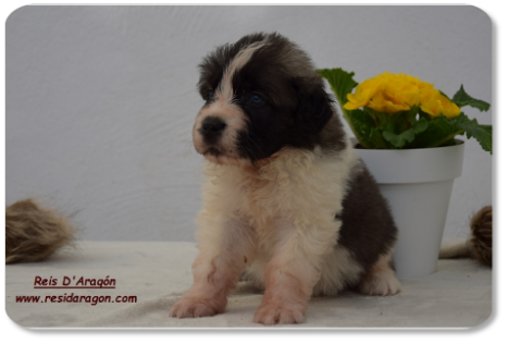 Pyrenean Mastiff puppy litter "C2" from Reis D'Aragón