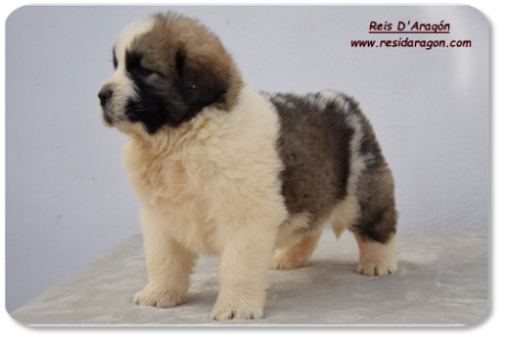 Pyrenean Mastiff puppy litter "B2" from Reis D'Aragón