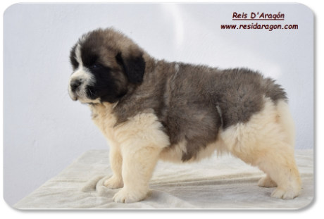 Pyrenean Mastiff puppy litter "B2" from Reis D'Aragón