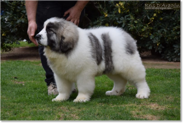 Puppies Pyrenean Mastiff from Reis D'Aragón