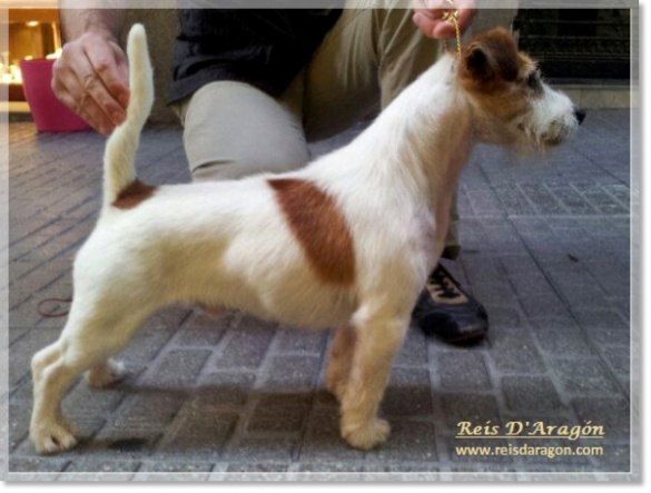 Up & Down Batman, sire of the puppies (Jack Russell Terrier)