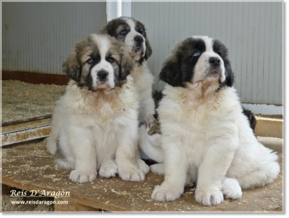 Puppies Pyrenean Mastiff from Reis D'Aragón